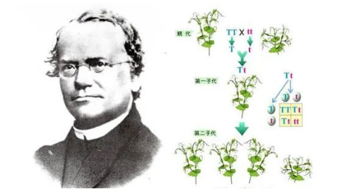 染色體遺傳：親子鑒定就是看血型么？